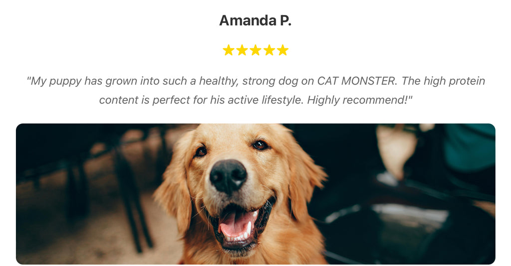 High-End Organic Dry Dog Food: Grain-Free, High Protein, Low Fat | Health-Boosting Nutrients for Active Dogs